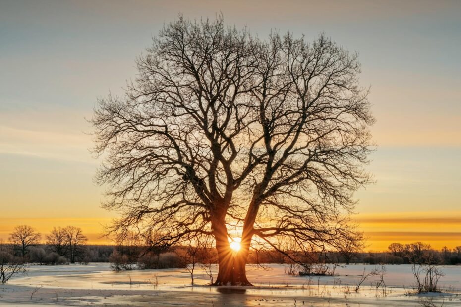 estonian vocabulary builder